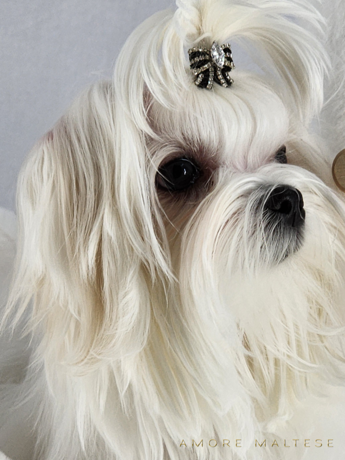 Show and Companion AKC Maltese Puppies - Florida Maltese Dog Breeder - Amore Maltese