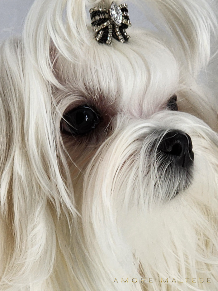 Show and Companion AKC Maltese Puppies - Florida Maltese Dog Breeder - Amore Maltese