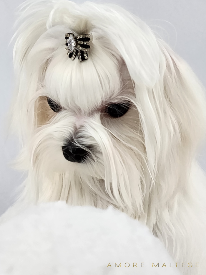 Show and Companion AKC Maltese Puppies - Florida Maltese Dog Breeder - Amore Maltese