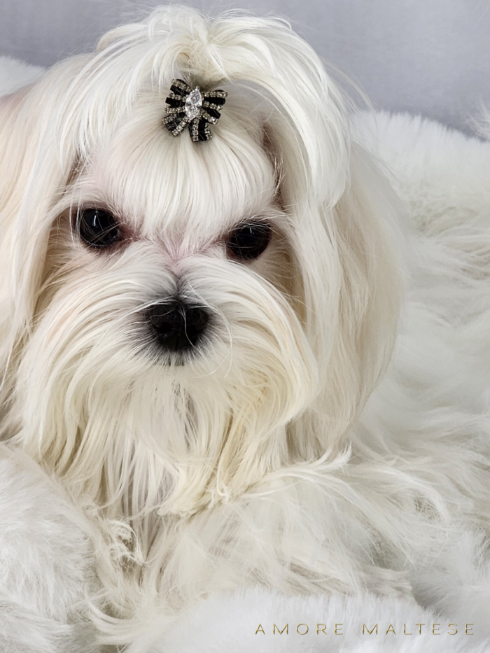 Show and Companion AKC Maltese Puppies - Florida Maltese Dog Breeder - Amore Maltese