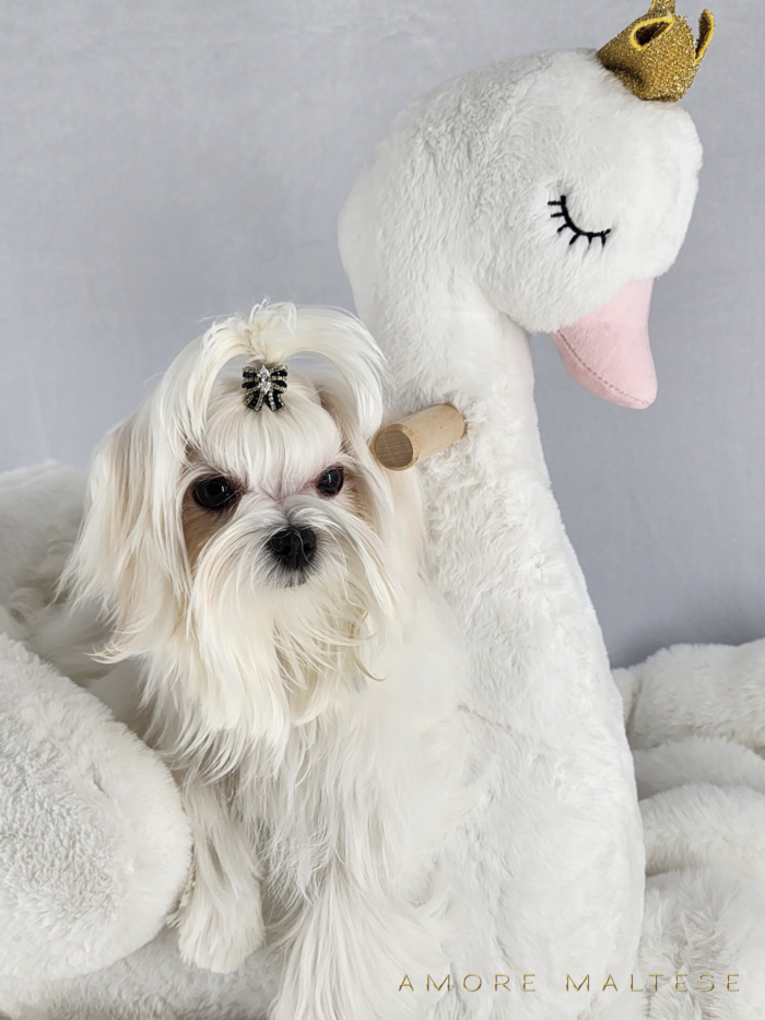 Show and Companion AKC Maltese Puppies - Florida Maltese Dog Breeder - Amore Maltese