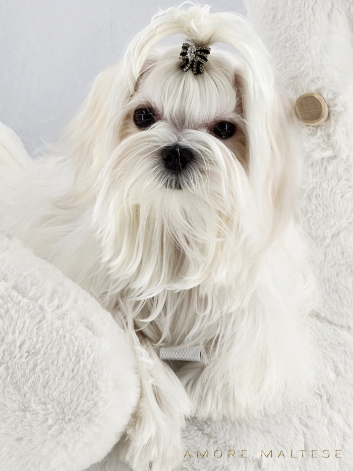 Show and Companion AKC Maltese Puppies - Florida Maltese Dog Breeder - Amore Maltese