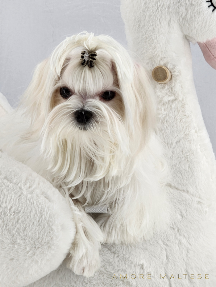 Show and Companion AKC Maltese Puppies - Florida Maltese Dog Breeder - Amore Maltese