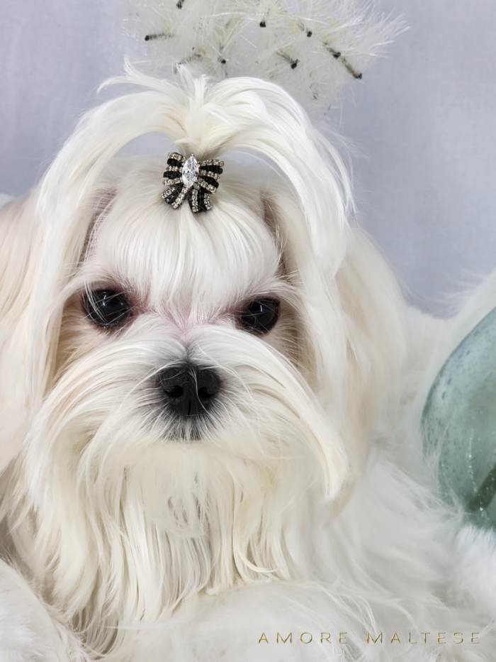 Show and Companion AKC Maltese Puppies - Florida Maltese Dog Breeder - Amore Maltese