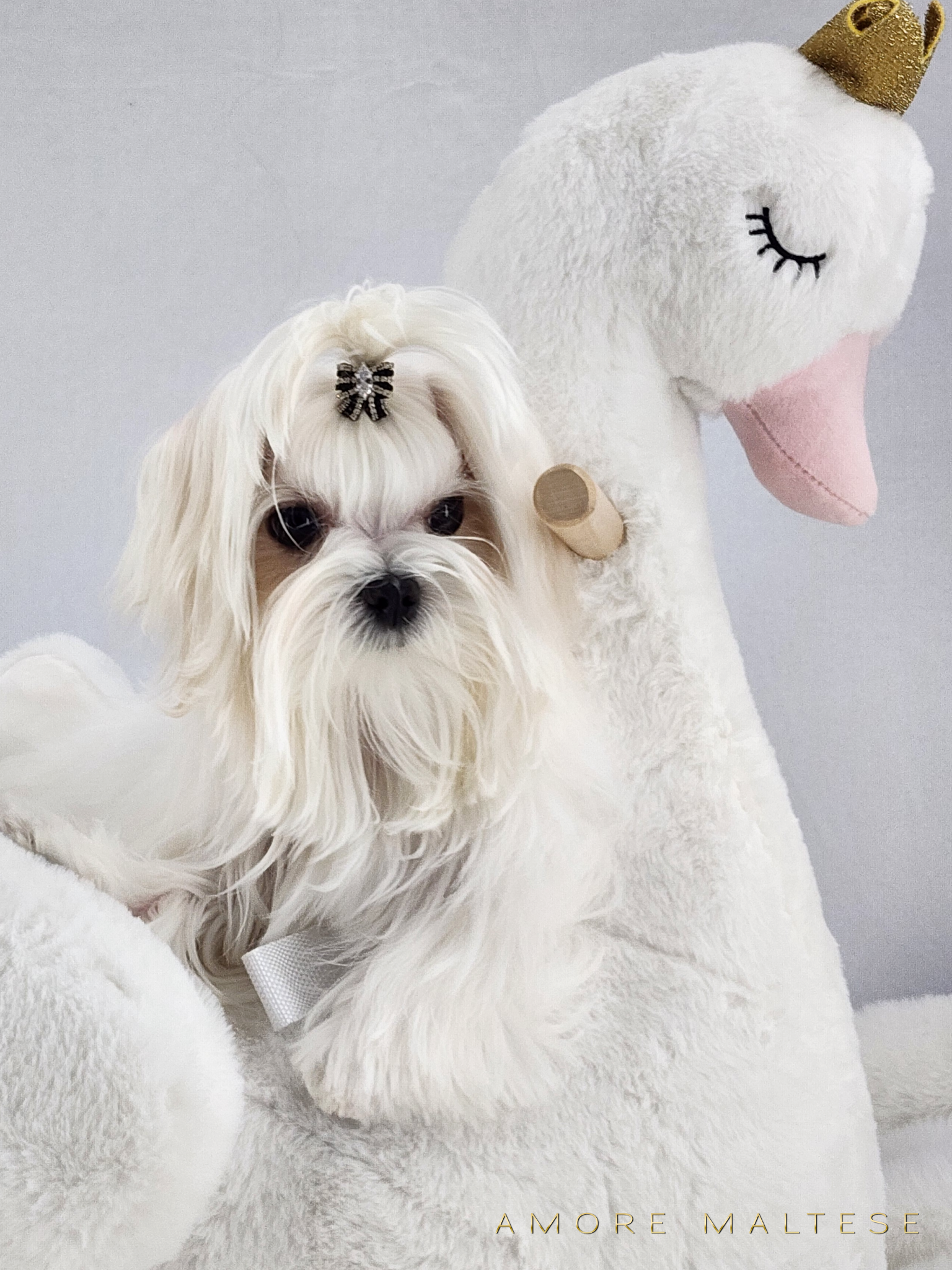 Show and Companion AKC Maltese Puppies - Florida Maltese Dog Breeder - Amore Maltese