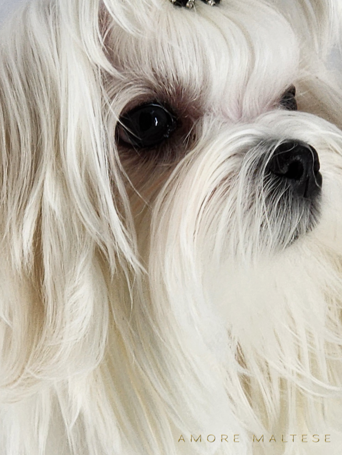 Show and Companion AKC Maltese Puppies - Florida Maltese Dog Breeder - Amore Maltese