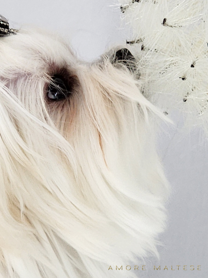 Show and Companion AKC Maltese Puppies - Florida Maltese Dog Breeder - Amore Maltese