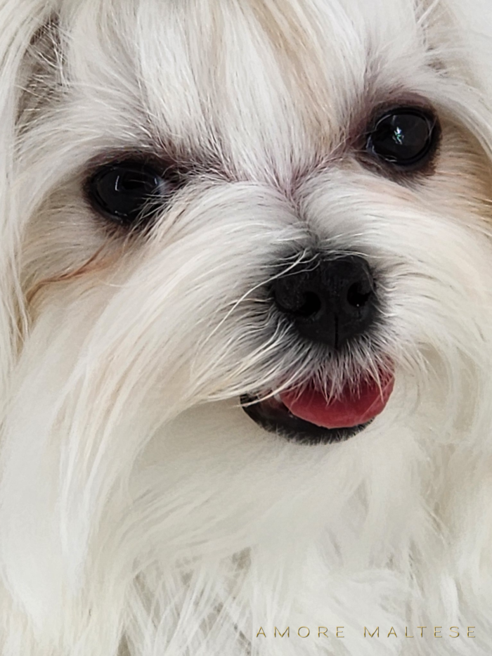 Show and Companion AKC Maltese Puppies - Florida Maltese Dog Breeder - Amore Maltese