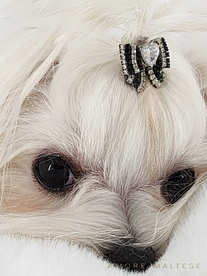 Show and Companion AKC Maltese Puppies - Florida Maltese Dog Breeder - Amore Maltese