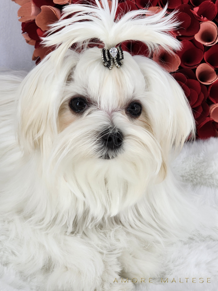 Show and Companion AKC Maltese Puppies - Florida Maltese Dog Breeder - Amore Maltese