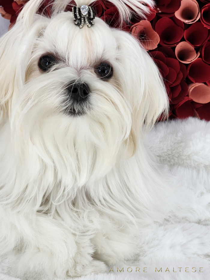 Show and Companion AKC Maltese Puppies - Florida Maltese Dog Breeder - Amore Maltese