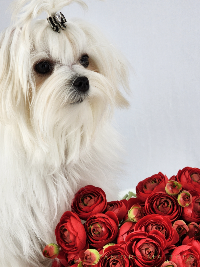 Show and Companion AKC Maltese Puppies - Florida Maltese Dog Breeder - Amore Maltese