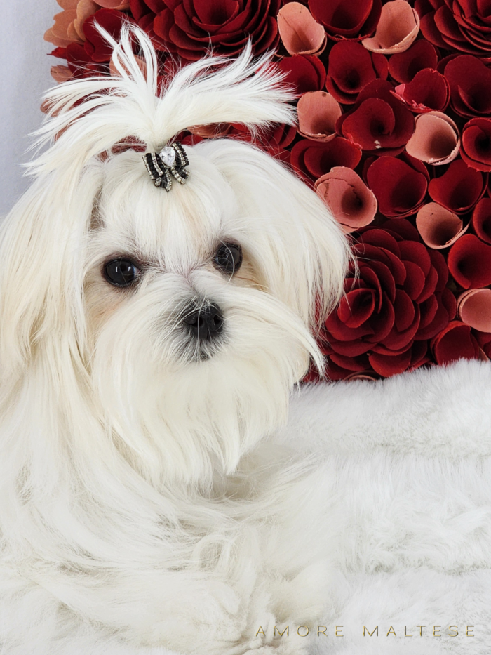 Show and Companion AKC Maltese Puppies - Florida Maltese Dog Breeder - Amore Maltese