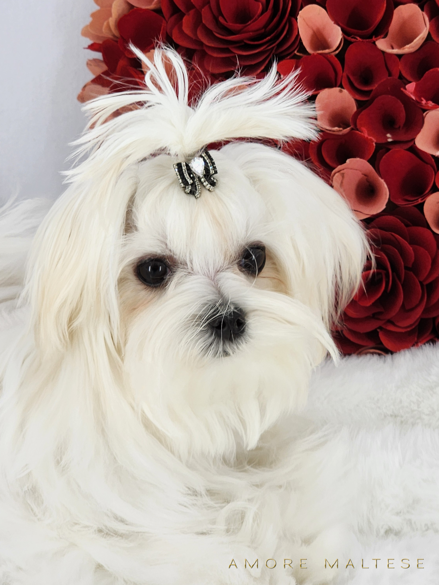 Show and Companion AKC Maltese Puppies - Florida Maltese Dog Breeder - Amore Maltese