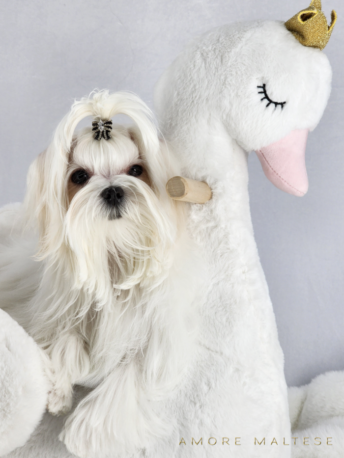 Show and Companion AKC Maltese Puppies - Florida Maltese Dog Breeder - Amore Maltese