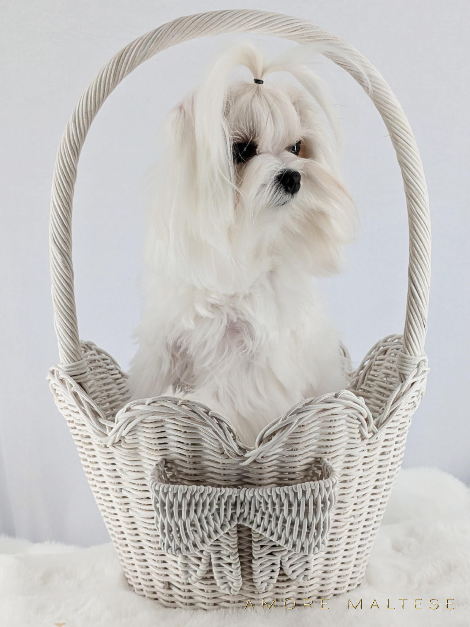 Show and Companion AKC Maltese Puppies - Florida Maltese Dog Breeder - Amore Maltese