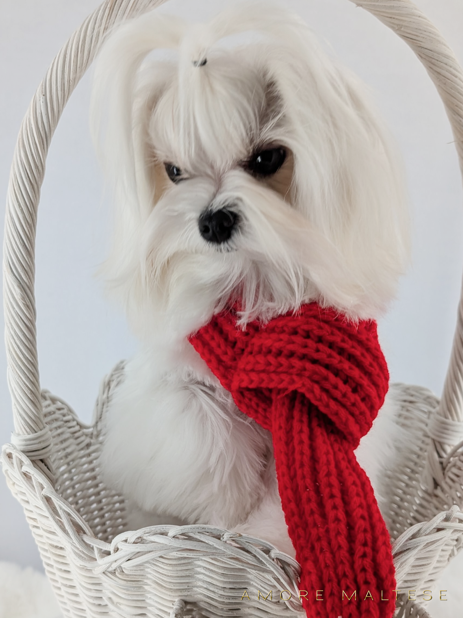 Show and Companion AKC Maltese Puppies - Florida Maltese Dog Breeder - Amore Maltese