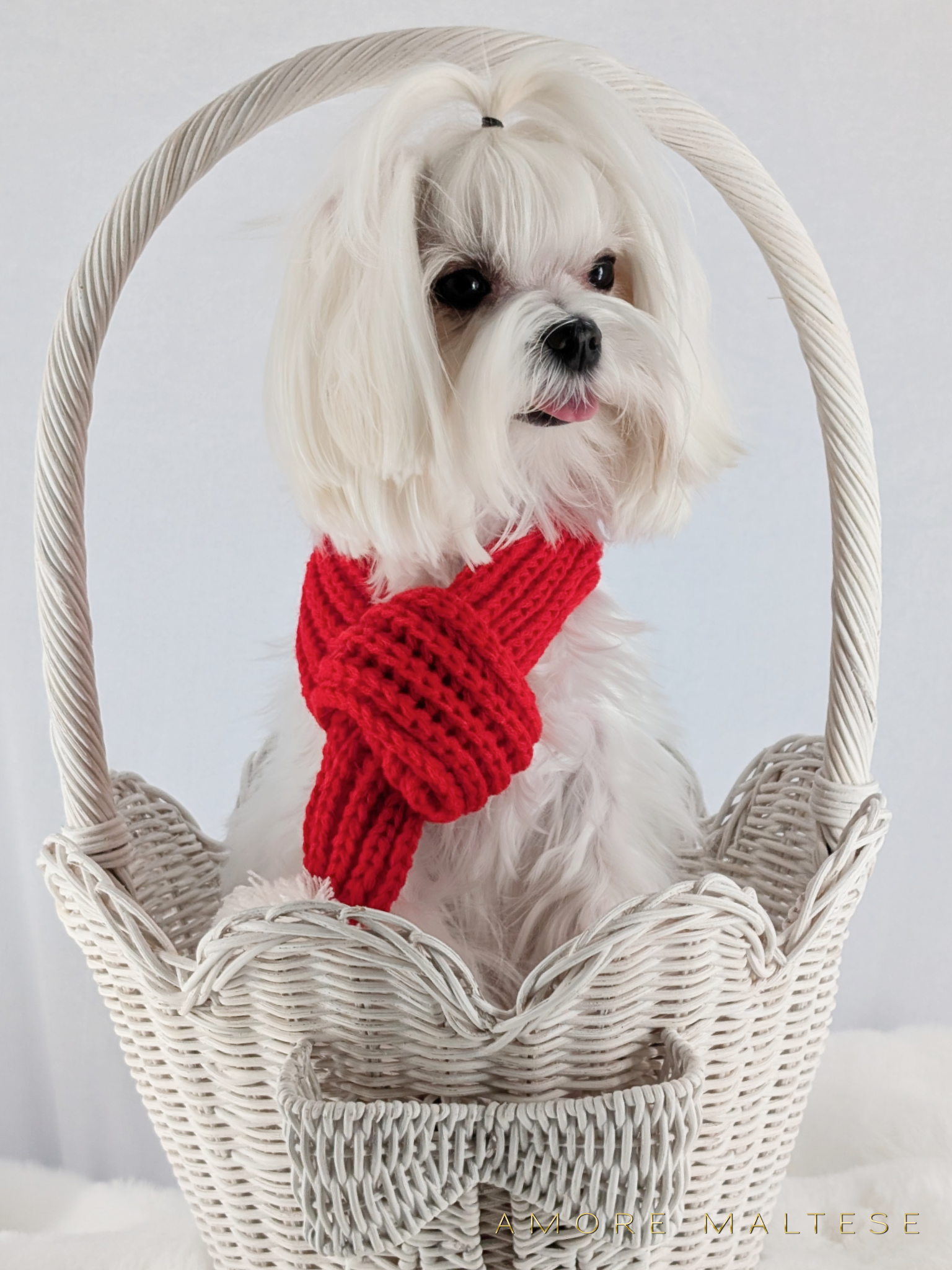 Show and Companion AKC Maltese Puppies - Florida Maltese Dog Breeder - Amore Maltese