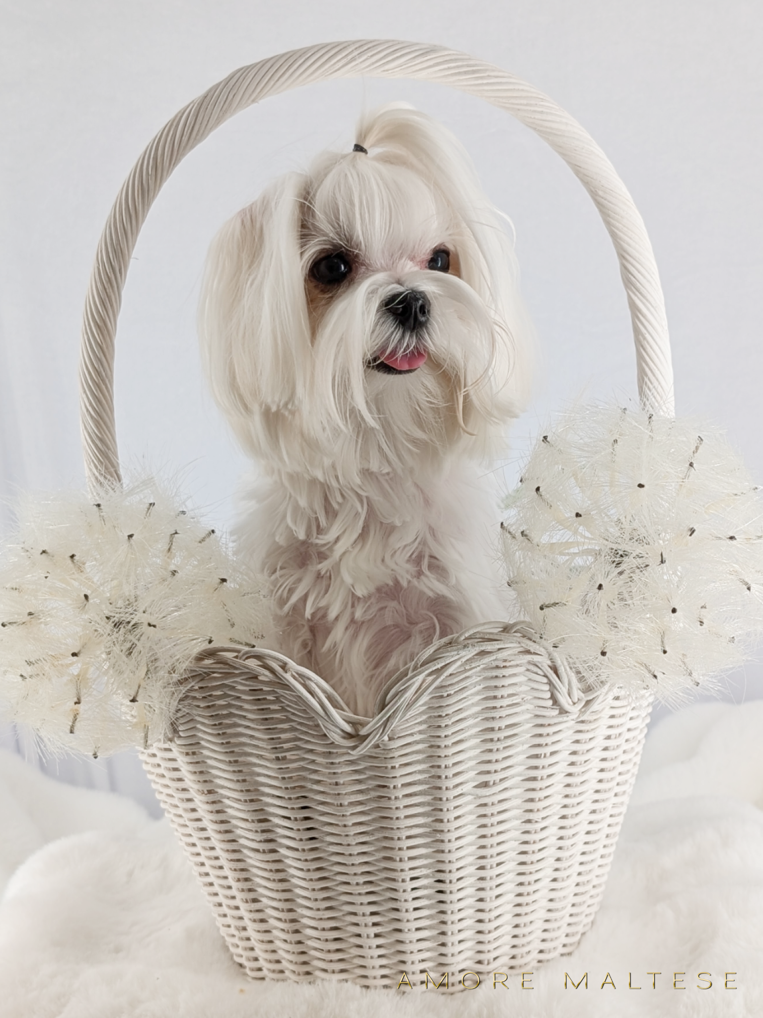 Show and Companion AKC Maltese Puppies - Florida Maltese Dog Breeder - Amore Maltese